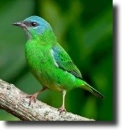Blue dacnis