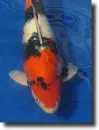 koi