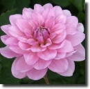 Pink dahlia