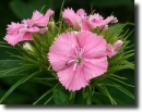 Pink dianthus