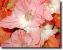 Pink gladiolus