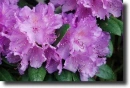 Purple rhododendron