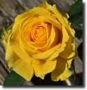 Orange rosa