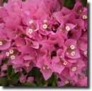 Pink bougainvillea