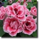 Pink gloxinia