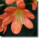 Red clivia