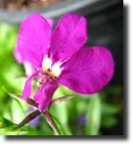 Pink lobelia