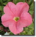 Pink petunia