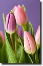 Pink tulip