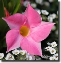Pink mandevilla