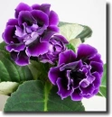 Purple gloxinia