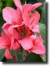 Red canna