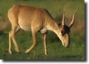 Saiga