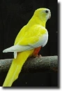 Yellow parrot