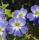Blue tropaoleum