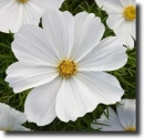 White cosmos