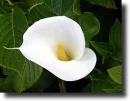 White calla