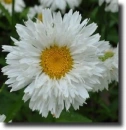 White chrysanthemum