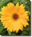 Yellow dahlia