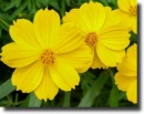 Yellow cosmos
