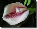 colored clitoria