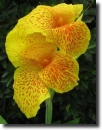 colored canna