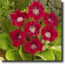 Red gloxinia