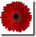 Red gerbera