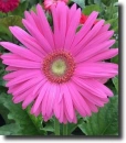 Pink gerbera