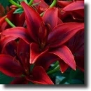 Red lily