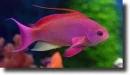 Pink fish