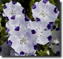 Nemophila maculata