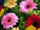 colored gerberas