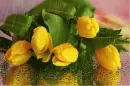yellow tulips