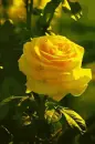 yellow rosa
