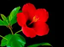 red hibiscus