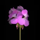 pink flower
