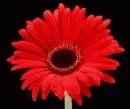red gerbera