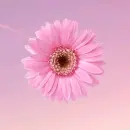 color changed gerbera