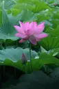 pink lotus