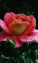red rosa