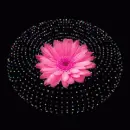 pink gerbera