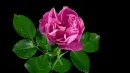 pink flower opens