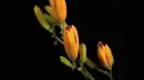 orange lily opens