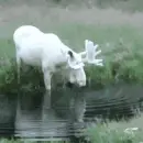 albino reindeer