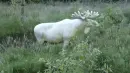 albino reindeer