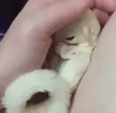 albino sugar glider