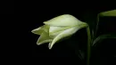 white lily