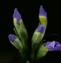 blue iris