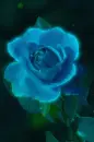 blue rosa